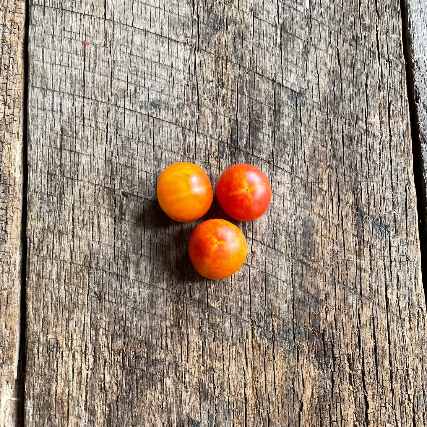 Isis Candy heirloom tomato seed