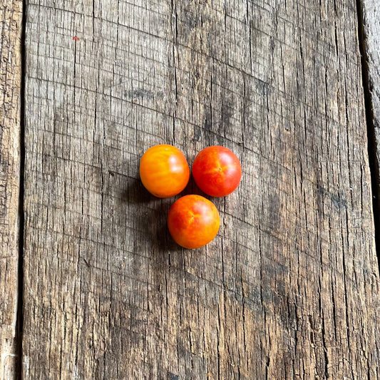 Isis Candy heirloom tomato seed
