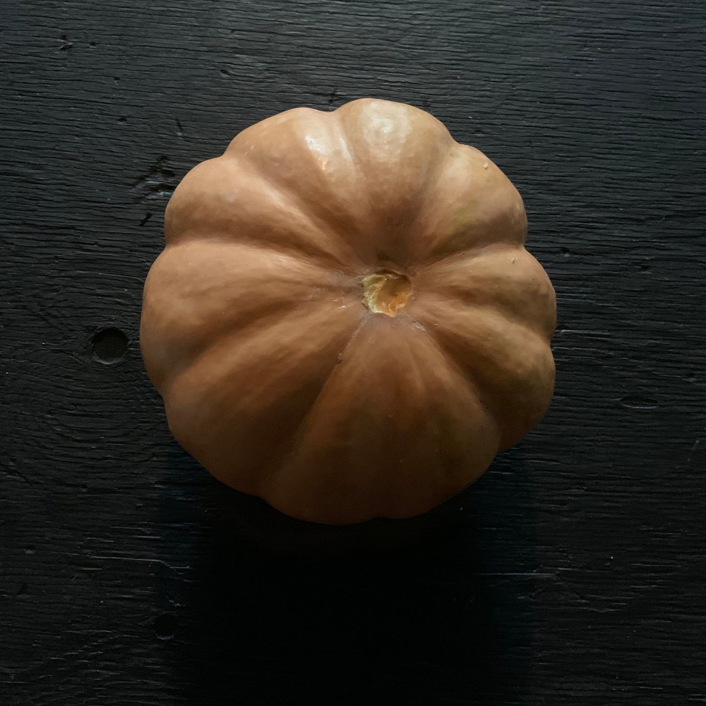 Seminole Squash heirloom Seed