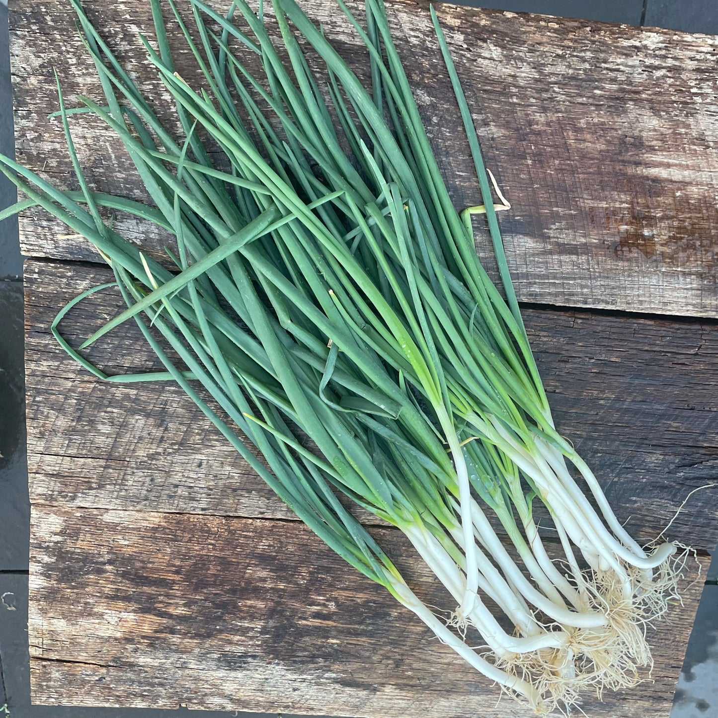 Calcot onion seeds