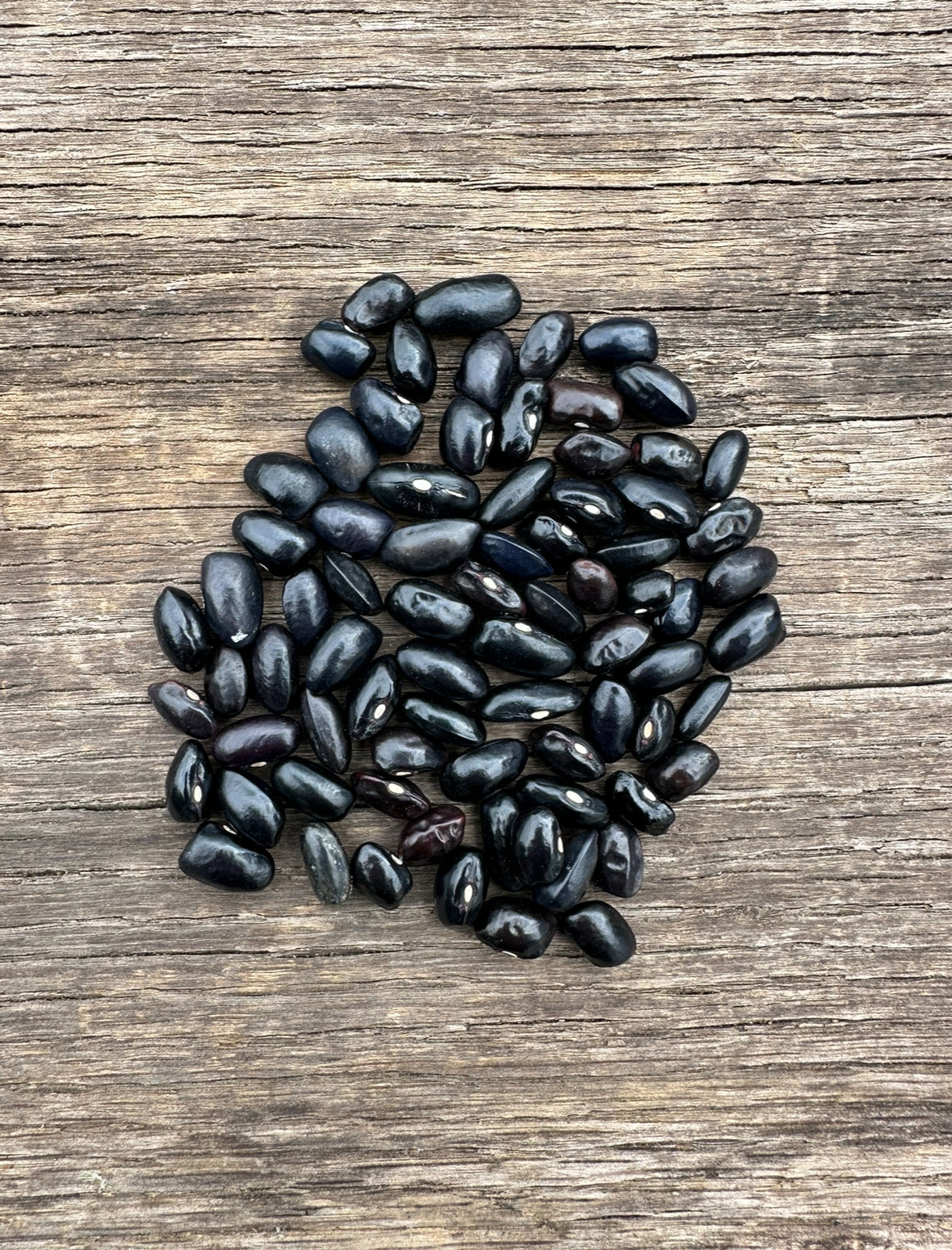 BLUE SHACKAMAXON BEAN