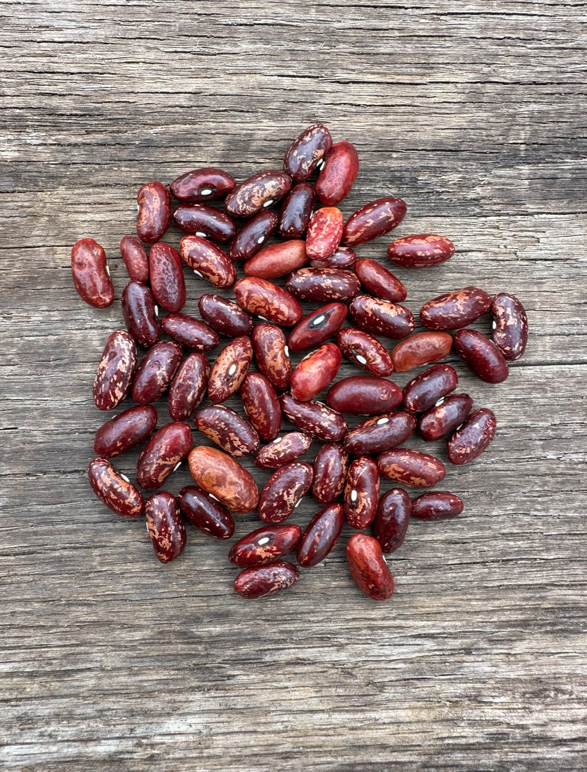 Haudenosaunee Corn Bread Bean