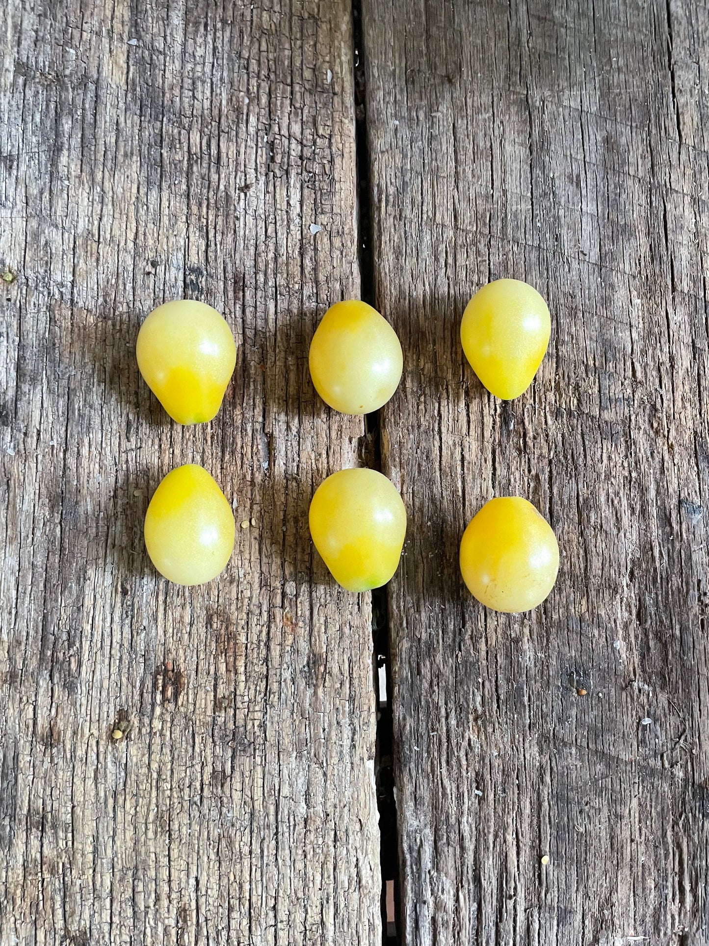 Old Ivory Egg Heirloom Tomato Seeds
