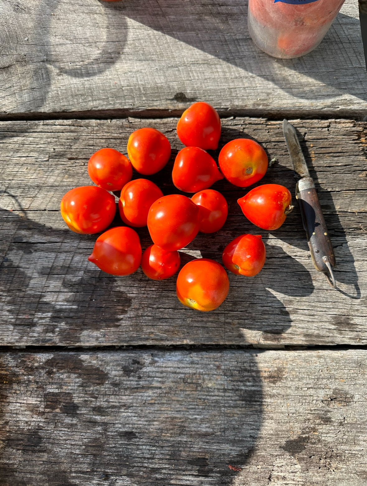 Anna's Multiflora Heirloom Tomato Seeds