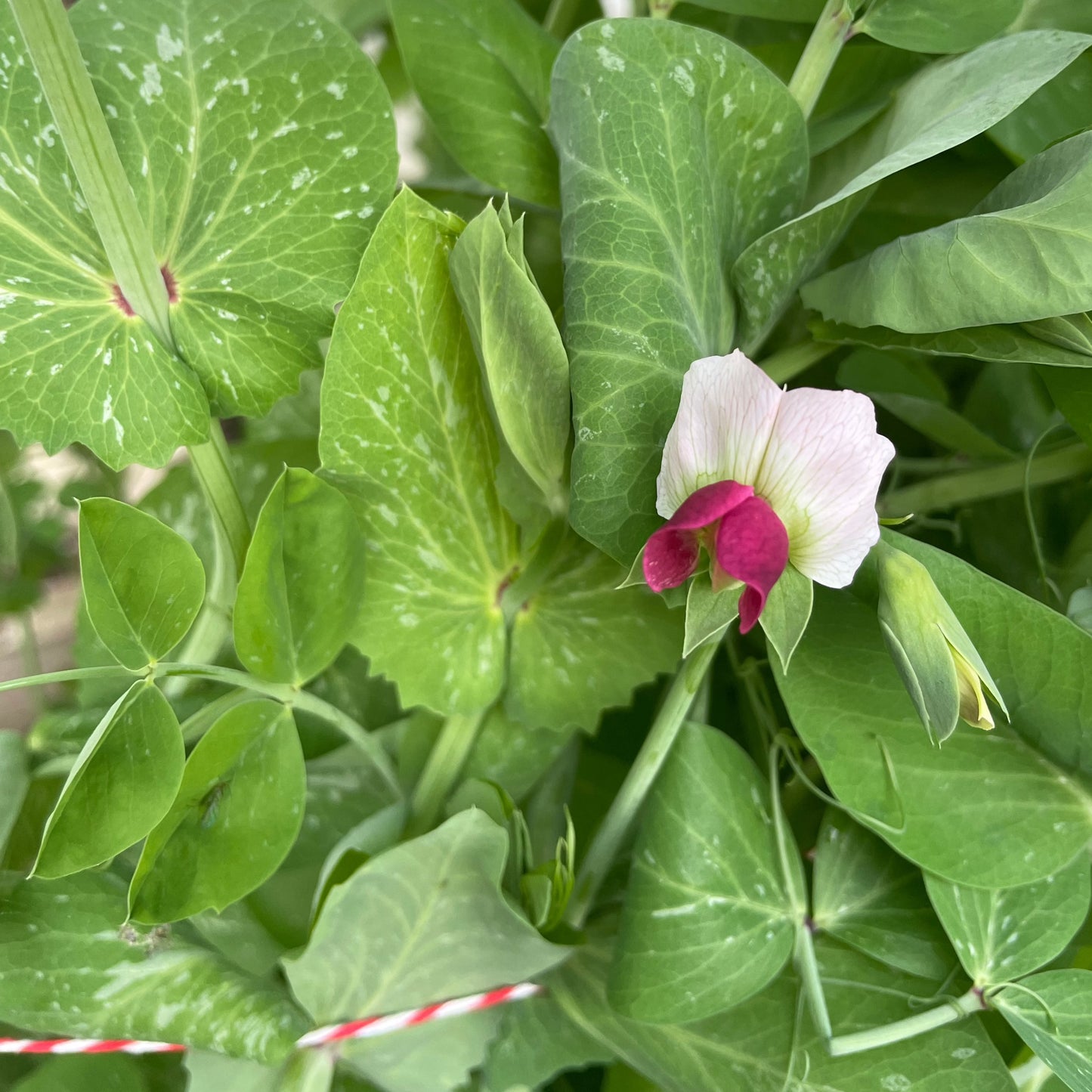 Dwarf Grey Sugar Pea