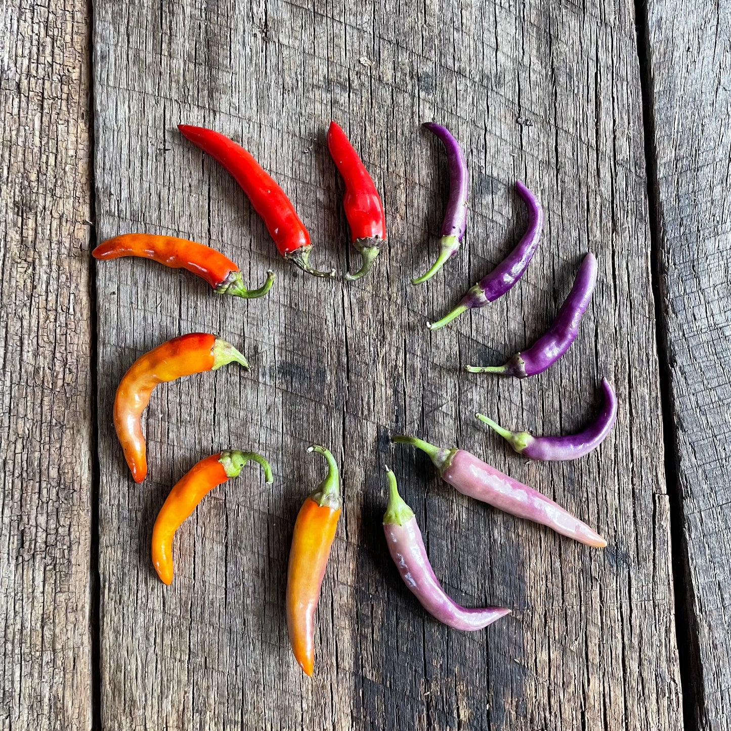 Buena Mulata Pepper Seeds