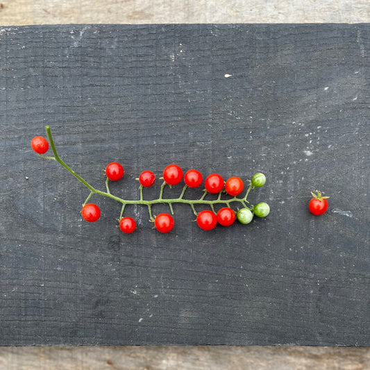 Spoon Heirloom Tomato Seeds