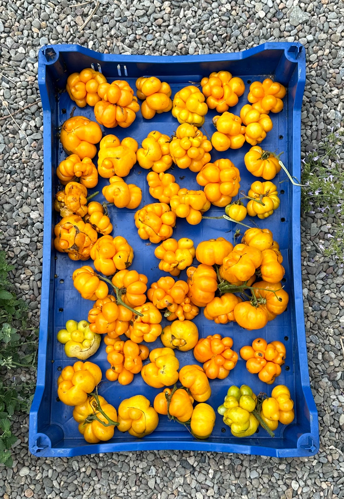 Yellow Traveler Tomato 'Reisetomate' Heirloom Seeds