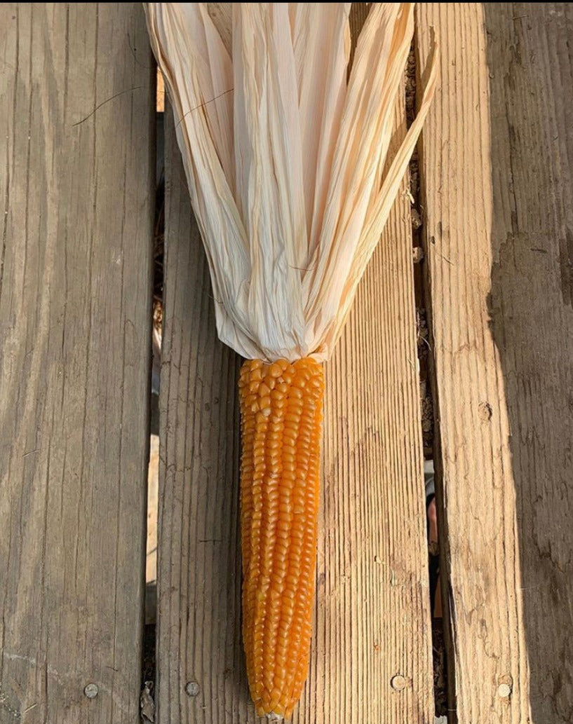 Rostrato O denta cane Piedmontese Polenta