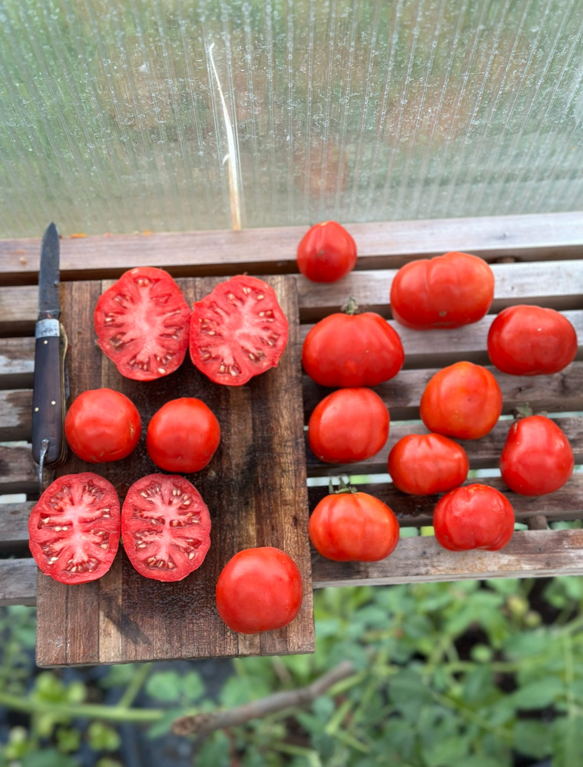 Italian heirloom tomato seed collection # 2