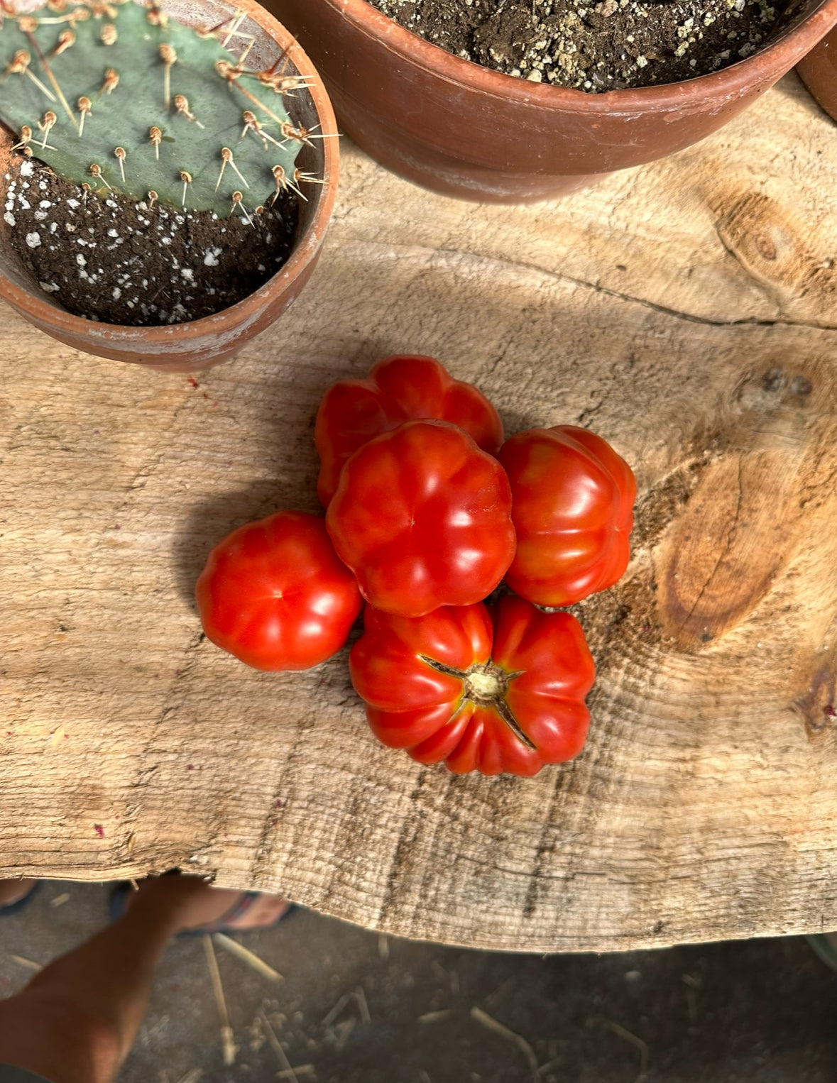 Italian heirloom tomato seed collection # 2