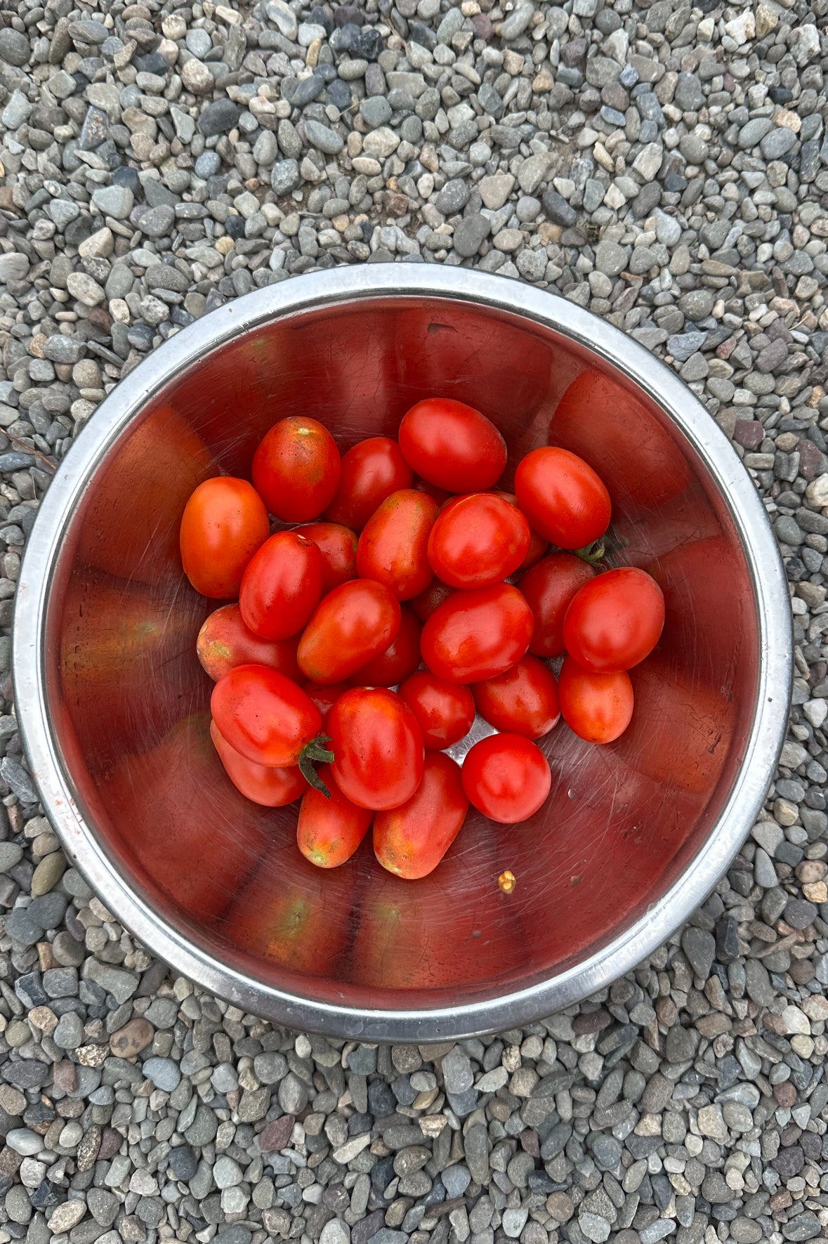 Italian heirloom tomato seed collection # 2