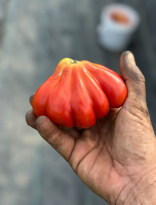 Italian heirloom tomato seed collection # 2