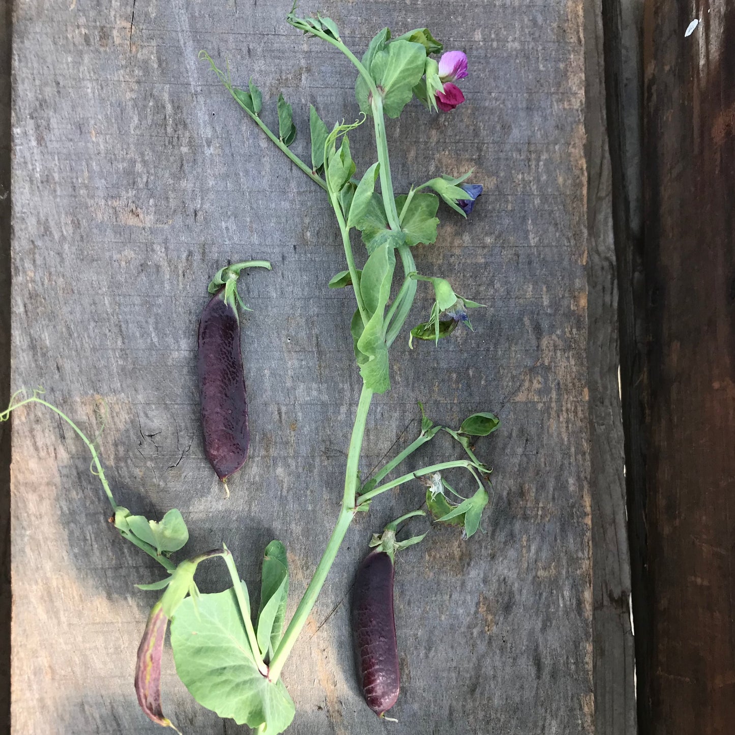 Blue Podded Capucijner’s Pea