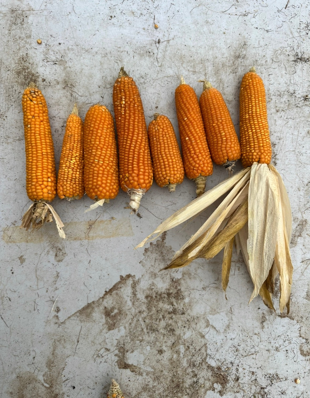 Pignoletto corn seed