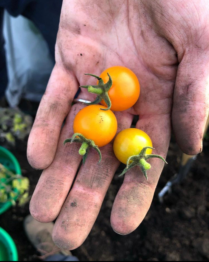 Auriga heirloom tomato seeds