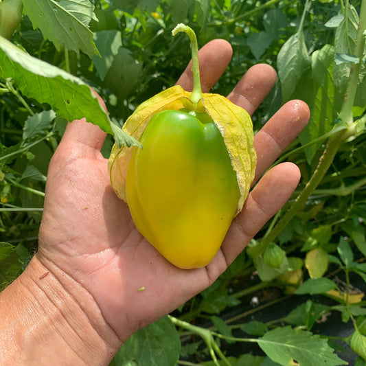 Queen of Malinalco Tomatillo seed