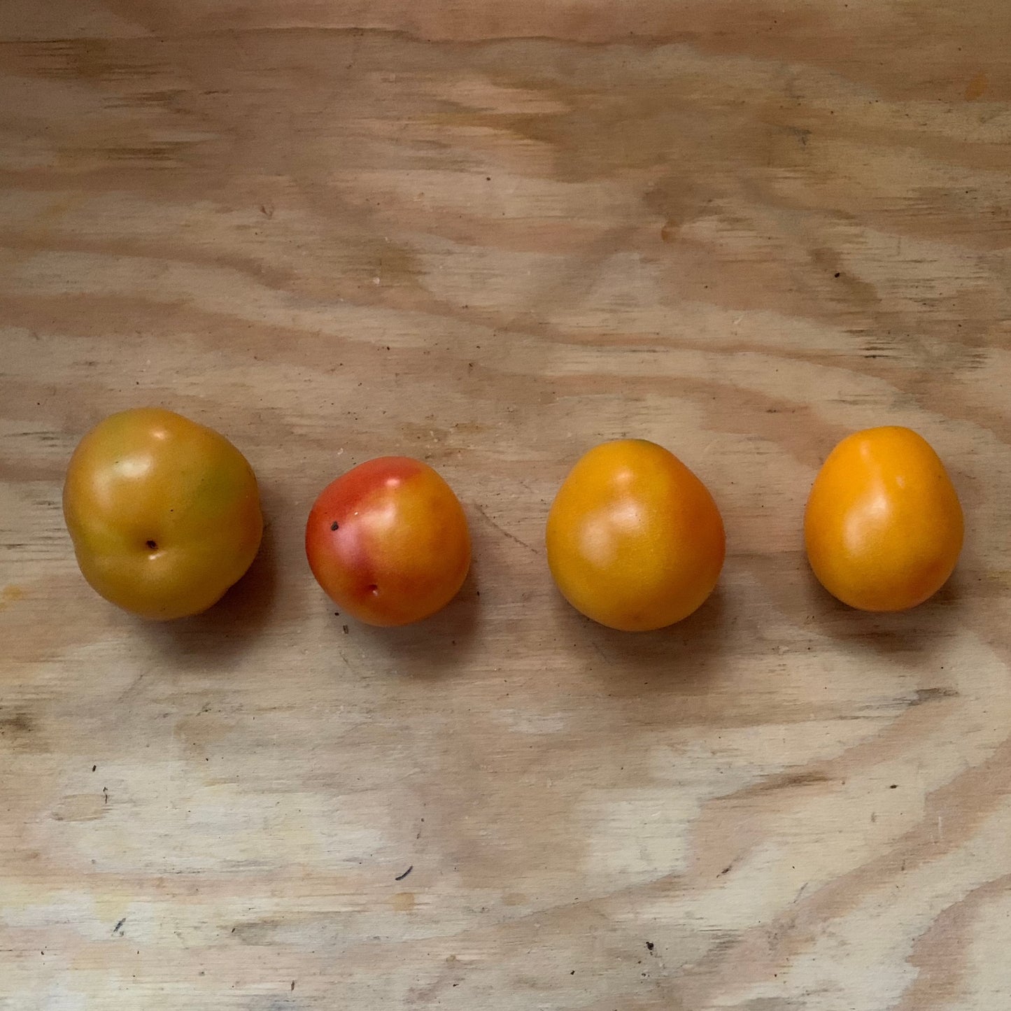 Roughwood Golden Plum Heirloom Tomato Seeds