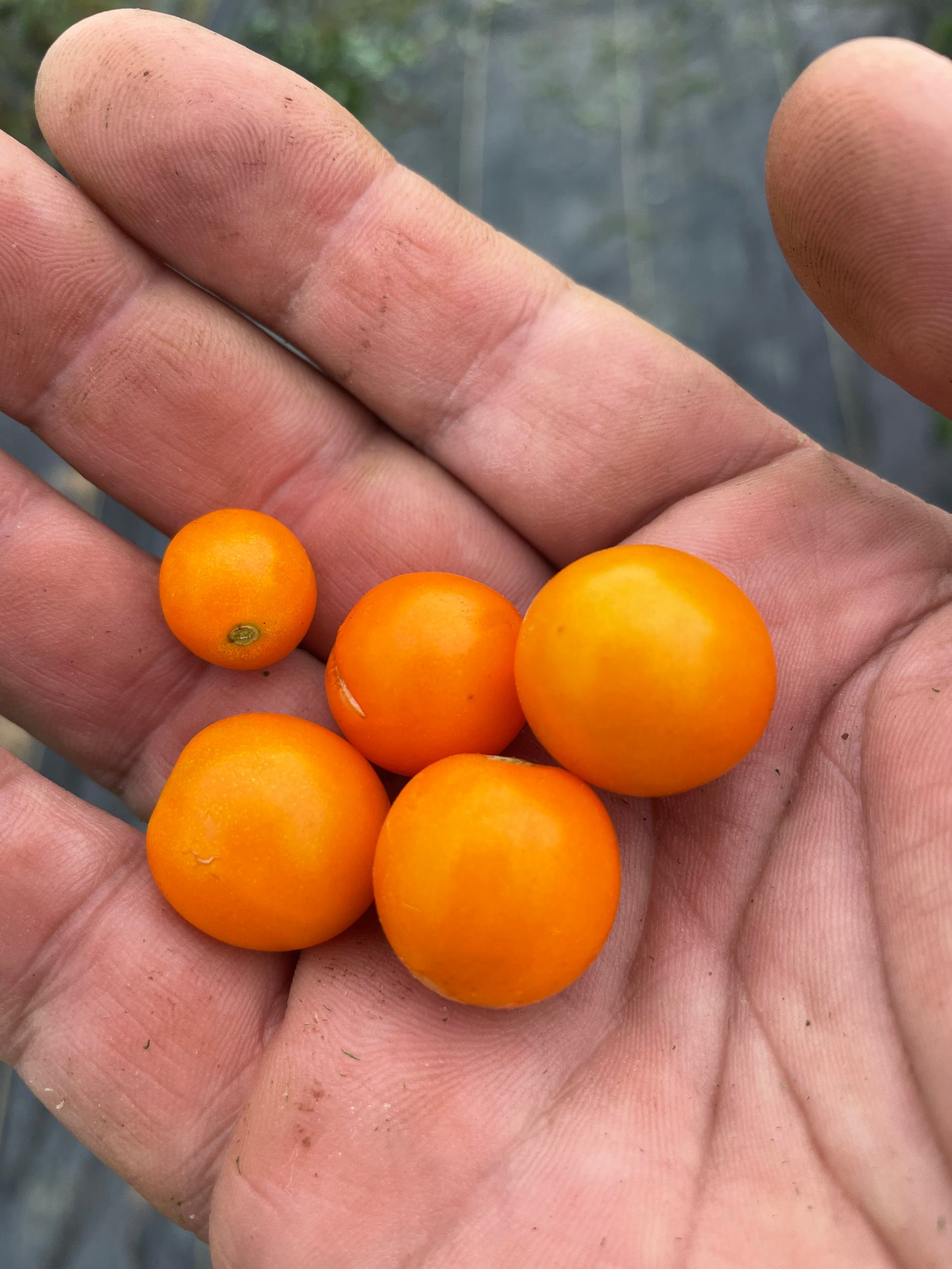 Sungella Heirloom Tomato Seeds