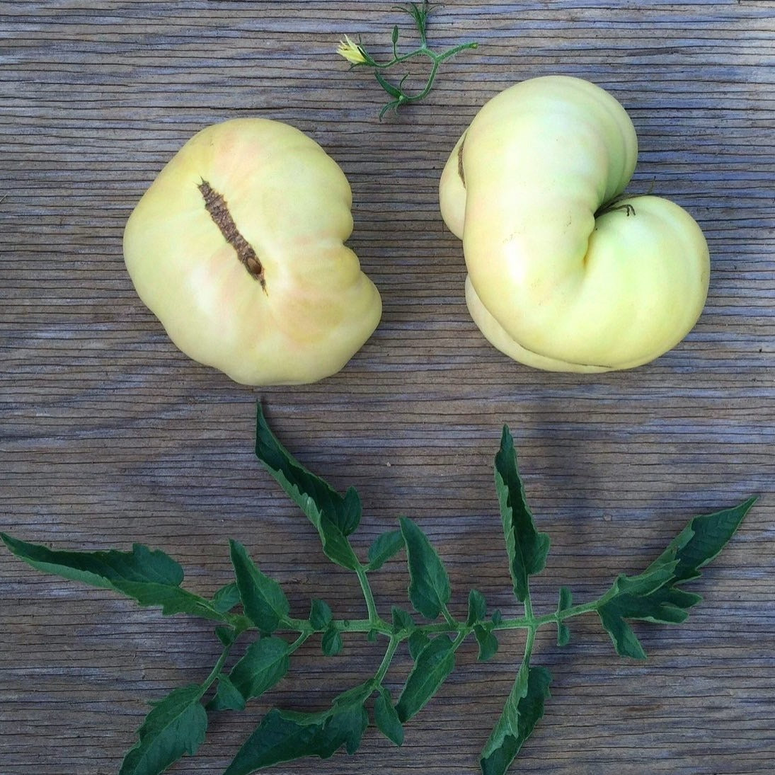 Great White heirloom tomato seeds