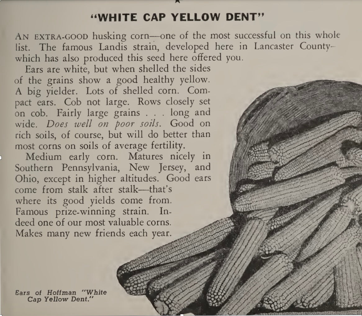 WHITE CAP YELLOW DENT HEIRLOOM CORN (MAIZE) SEED