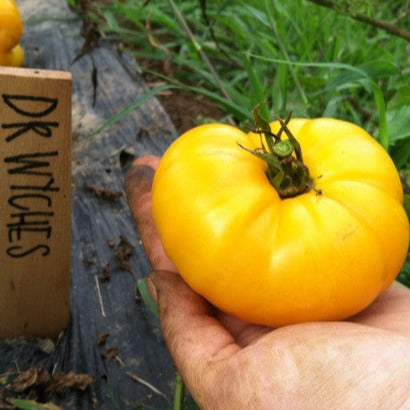 Dr. Wyches Heirloom Tomato Seeds