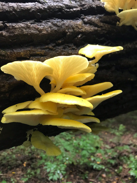 FORAGING SCHOOL 2025