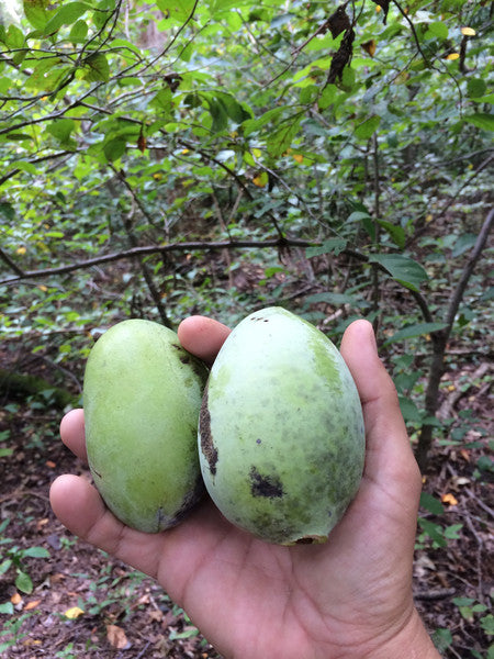 FORAGING SCHOOL 2025