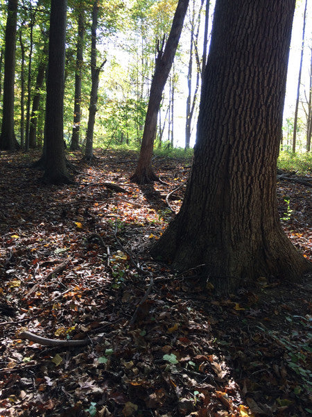 FORAGING SCHOOL 2025