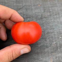 Moyamensing, Spring Garden, or Fairmont Goal tomato seed