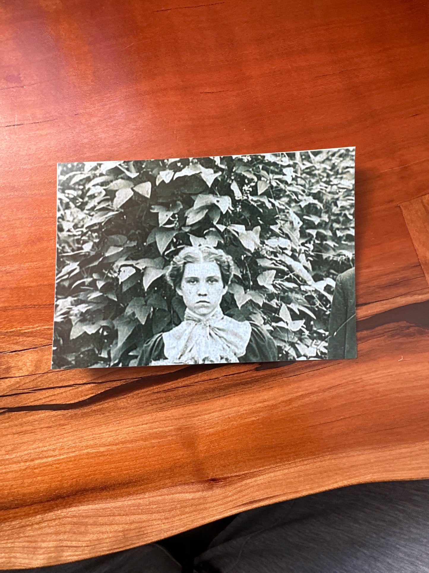 Willowleaf Colored Pole Lima Bean Seed (Butterbeans)