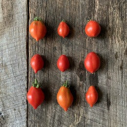 Piennolo del Vesuvio  heirloom tomato seeds