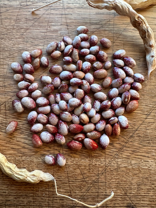 Amisn Nuttle Heirloom bean seeds