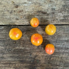 Bi-color Cherry Tomato seeds