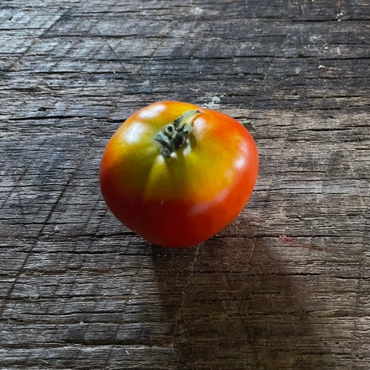 Canne Torre Regina heirloom tomato seed