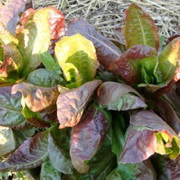 Ruben’s Red Romaine Lettuce heirloom seed