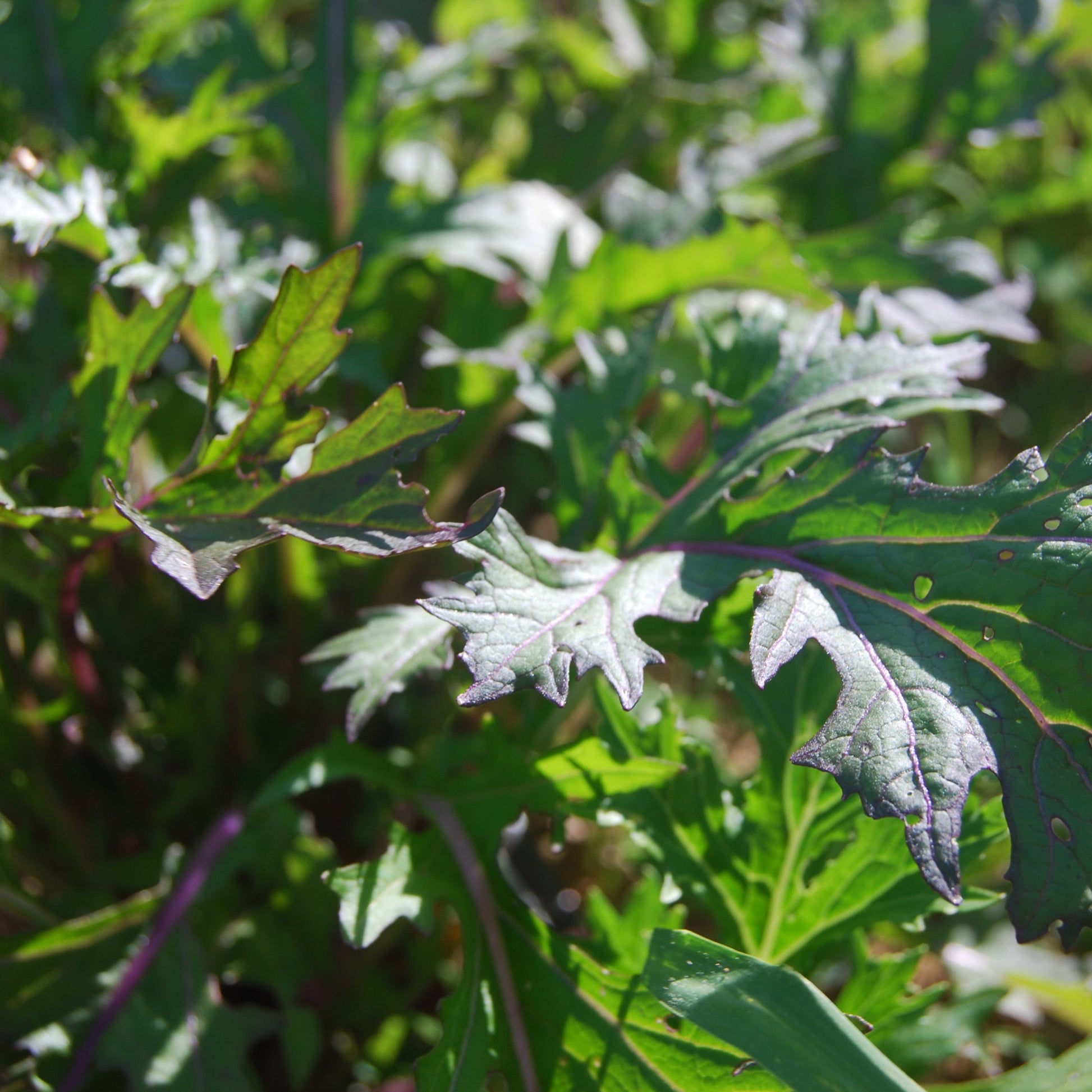 Ruby Streaks Mustard Greens – Happy Cat Farm