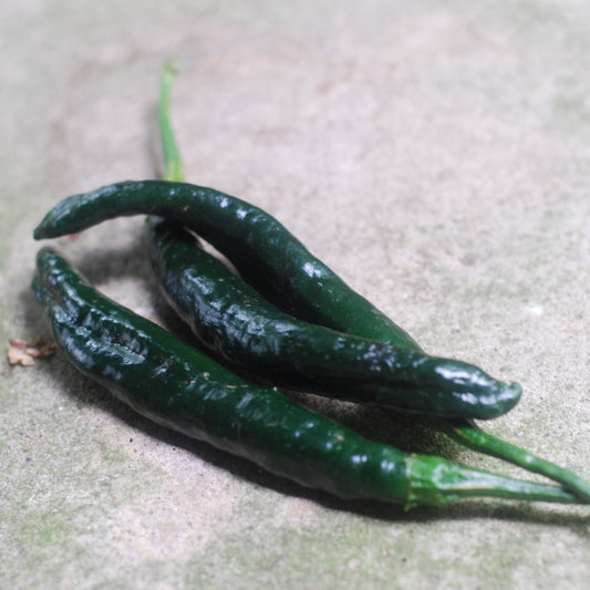 Pasilla Bajio Pepper