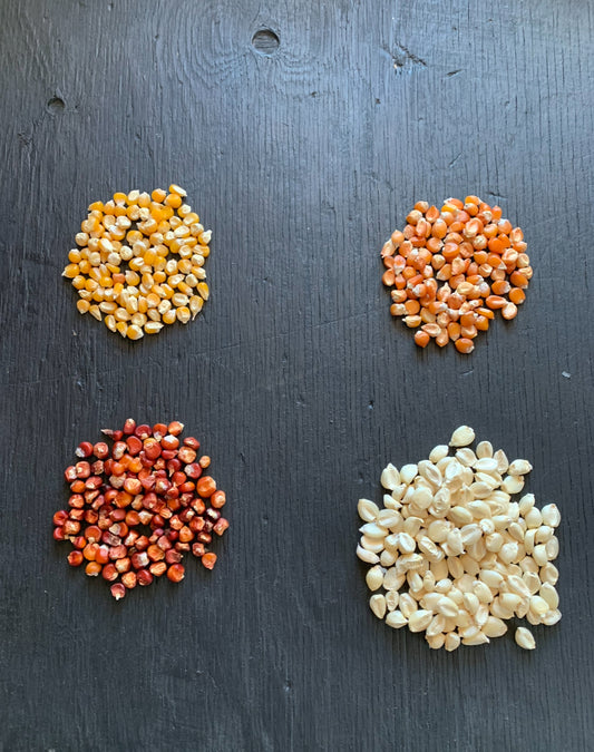 rare Italian corn  seed collection