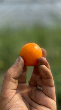 Apricot zebra  heirloom cherry tomato seeds