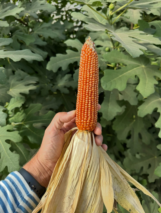 Rostrato O denta cane Piedmontese Corn seed