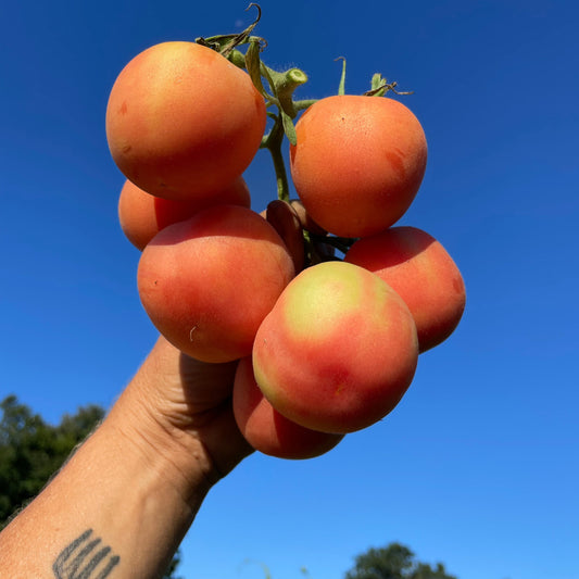 Pink Peach Heirloom Tomato Seeds