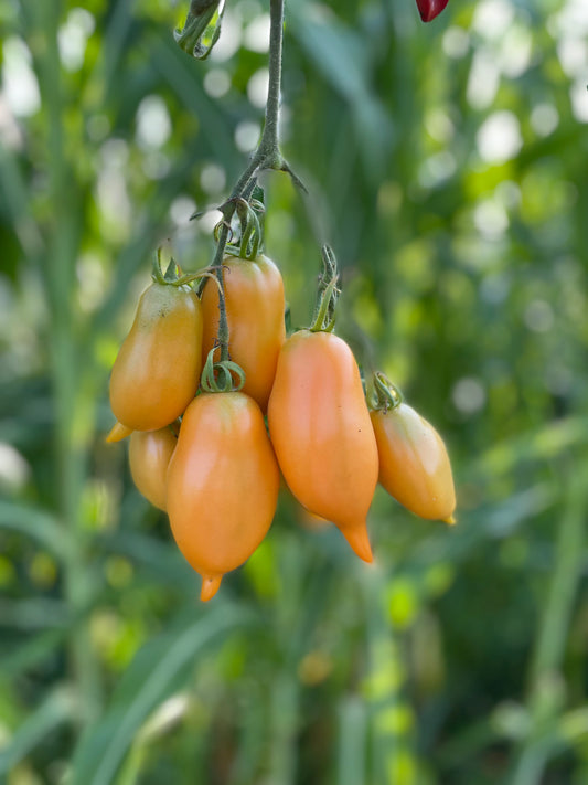Orange Banana Plum Heirloom Tomato Seeds