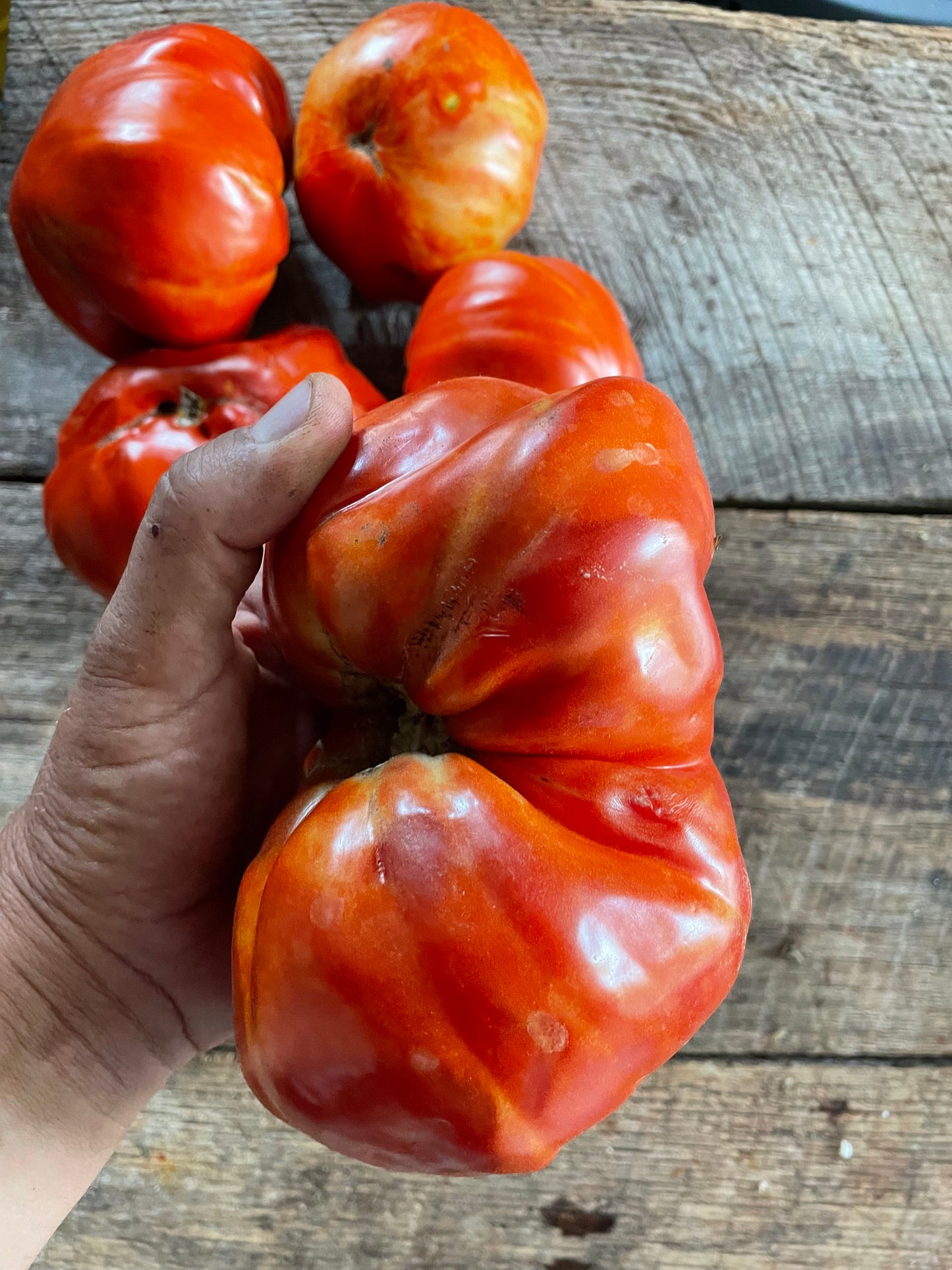 Sicilian Godfather heirloom tomato seeds