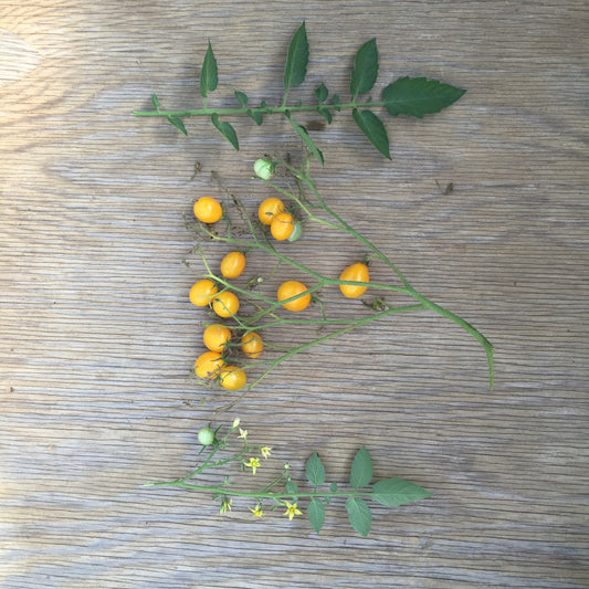 Yellow Riesentraube Heirloom Tomato Seeds