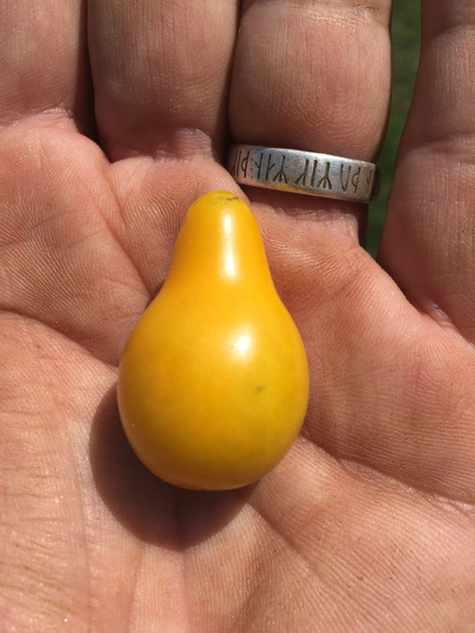 Yellow Pear Heirloom Tomato Seeds