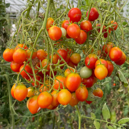 Riesentraube Heirloom Tomato Seeds