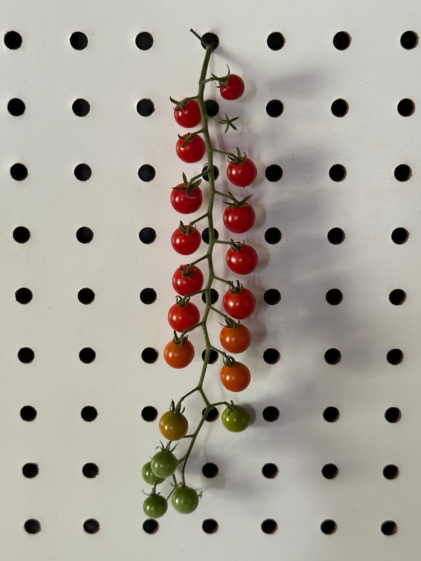 Sweet Pea Heirloom Tomato Seeds
