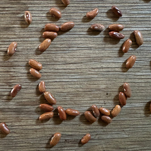 Lancaster Brown Bean heirloom seed