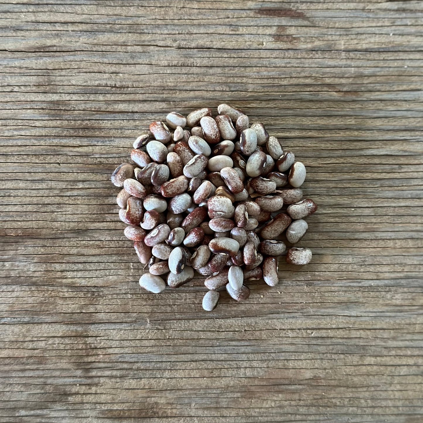 Little Brown Cat Bean heirloom seeds